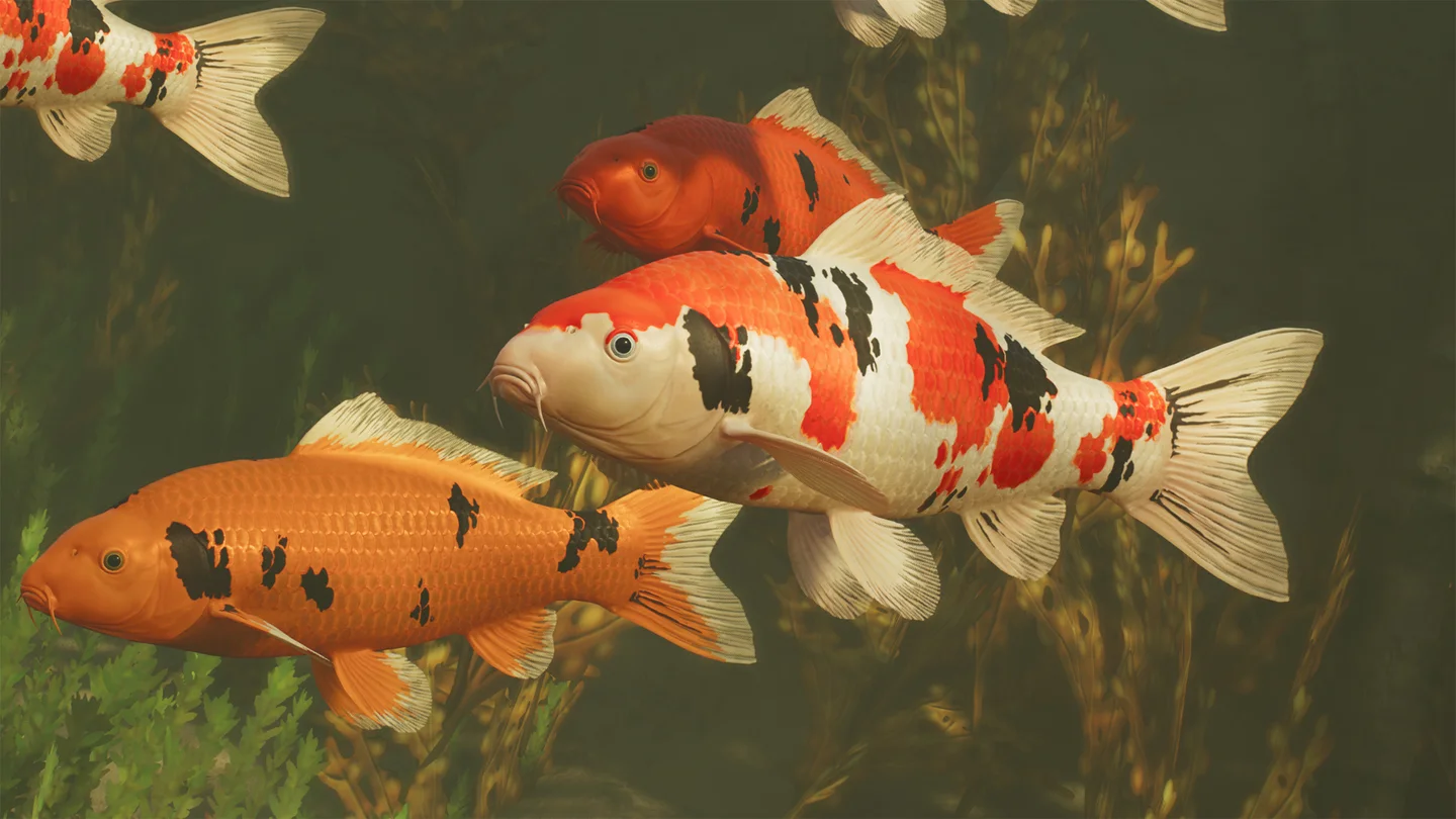 Koi in Planet Zoo 2 — official Frontier image